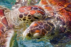 Tortue verte