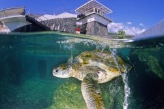 Tortue verte (crédit photo : Stéphane Ciccione)