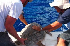 Relâcher d'une tortue caouanne