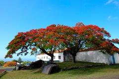 Flamboyant du Domaine de Maison Rouge (crédit photo: Jacques Kuyten)