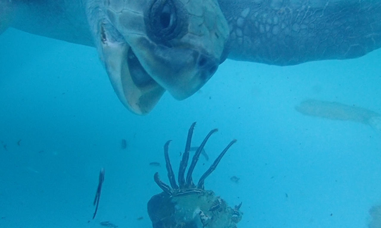 Union, jeune tortue olivâtre se nourrissant de crustacés